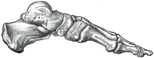 Skeleton of the right foot, medial aspect -- showing calcaneus, talus, navicular, cuneiforms, and metatarsals forming the medial longitudinal arch. Gray's Anatomy plate 290.