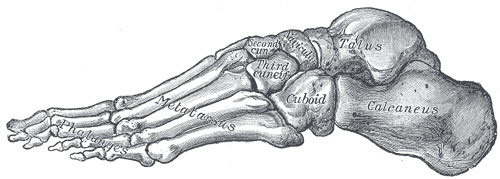 Skeleton of the right foot, lateral aspect. Gray's Anatomy plate 291.