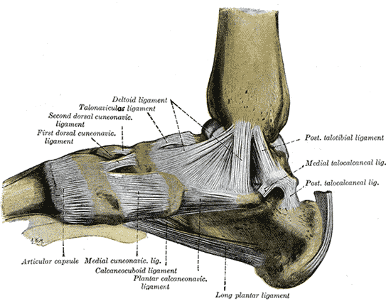 First layer of the plantar muscles of the foot: abductor hallucis, flexor digitorum brevis, abductor digiti minimi. Gray's Anatomy plate 354.