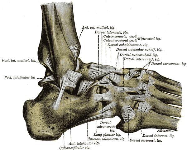 Second layer of the plantar muscles of the foot: quadratus plantae and lumbricals. Gray's Anatomy plate 355.