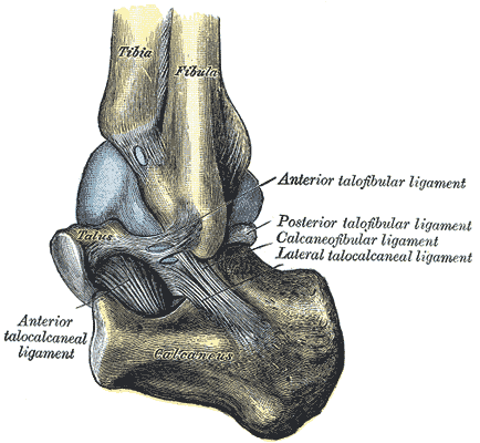 Third layer of the plantar muscles: flexor hallucis brevis, adductor hallucis, flexor digiti minimi brevis. Gray's Anatomy plate 356.