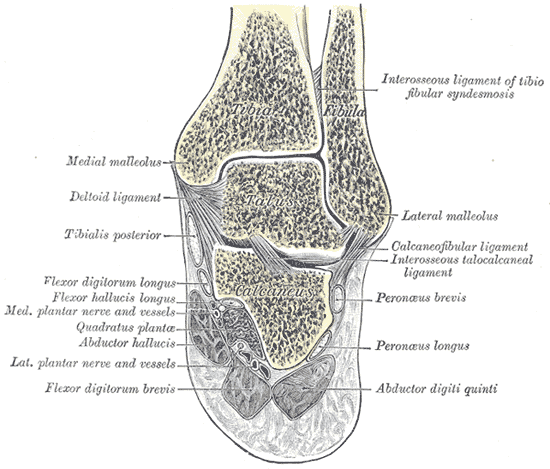 Fourth layer of the plantar muscles: plantar and dorsal interossei. Gray's Anatomy plate 357.